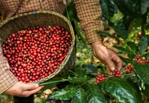 Le café de spécialité