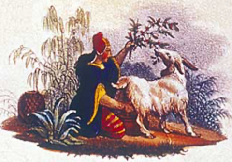 Éthiopie le berceau du café : les origines du café