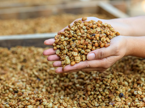 Honey process : le secret des cafés les plus gourmands