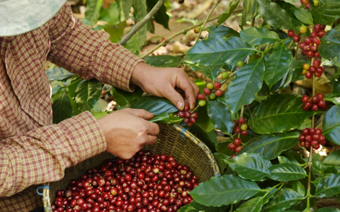 Honduras : le café des montagnes oubliées